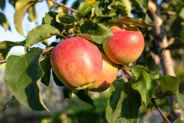 Wall Mural - Red ripe apples on a tree in summer