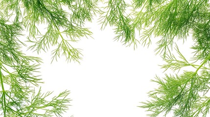 Generative AI Image of Organic Fresh Green Dill Fronds Plants Frame Empty Blank White Background