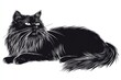 © Viam - Elegant black fluffy cat in detailed