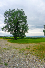 Sticker - A gravel road leads to a tall, bushy tree standing on the edge of a vineyard. Cloudy sky