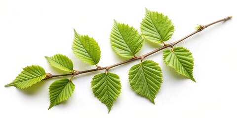 Wall Mural - botanical, outdoor, close up, isolated, beauty, forest, tree, twig, slender, green, bark, wild, foliage, organic, A long shot stock photo of a hornbeam twig isolated on a white background