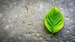 © Chanchai - A close up view of a green leaf elegantly climbing on a cement background, botanical, cement, high angle, organic, plant, vibrant, natural, close-up, growth, fresh, leaf, environment