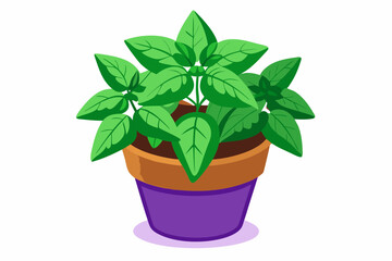 Poster - Monstera plant in pot vector illustration