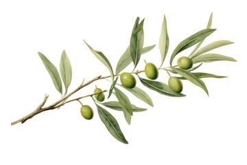 Wall Mural - Olive branch plant leaf tree.