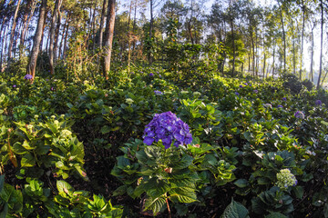 Colorful flowers that grow in pine forest areas