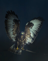 Common buzzard Buteo buteo buzzard in natural habitat, hawk bird landing, predatory bird close up winter bird moody dark portrait