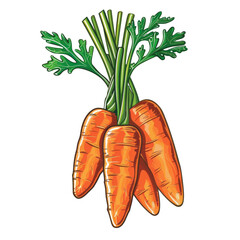 Wall Mural - A bunch of four fresh orange carrots with green leafy tops.