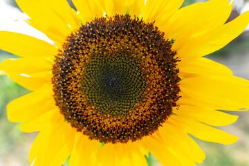 Close-Up of Vibrant Sunflower in Bloom on a Sunny Day