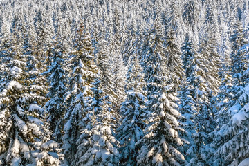 Winter landscape with snow covered pine trees