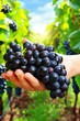 © Ilja - Close-Up of a Hand Holding a Freshly Picked Bunch of Black Grapes in a Sunny Vineyard