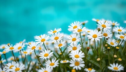 Field of white daisies with a bright blue sky in the background.