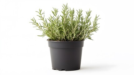 Wall Mural - A potted rosemary plant with slender green leaves, used for culinary and medicinal purposes, growth, no people, photography, cut out, gardening, springtime, flower, botany, white background,