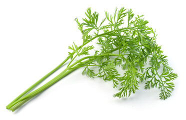 Sticker - Carrot leaves isolated. Carrot leaf tail on white background. Carrot green leaves. Full depth of field.