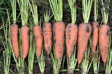 Daucus carota 'Flakkee 2 vita Longa Hollande', Carotte