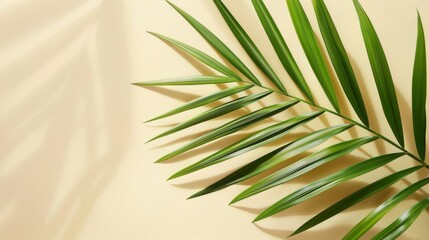 Wall Mural - Simple palm leaf mockup with soft lighting on neutral background