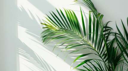 Wall Mural - Tropical palm mockup with subtle shadows on light background