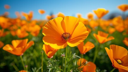 A breathtaking field of bright orange California poppies in full super bloom, stretching as far as the eye can see under a clear blue sky. The vibrant colors of the flowers contrast sharply 