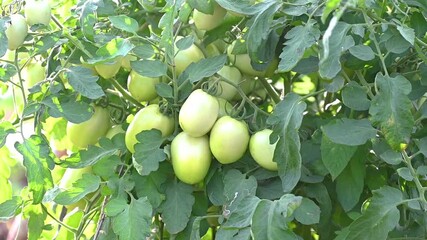 Poster - fresh tomato plants in the garden, Green tomatoes growing in Farm, organic vegetable