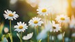 White daisy flowers in a field, illuminated by soft sunlight, representing purity and tranquility