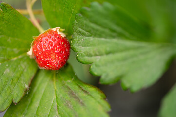 A small red strawberry is on a leaf