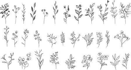 various types of eucalyptus, silver dollar, baby blue, blue gum, seeded. hand drawn wedding herb wit