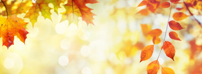 Poster - Defocused colorful bright autumn ultra wide panoramic background with blurry red yellow and orange autumn leaves in the park. Autumn leaves on a sunny day.