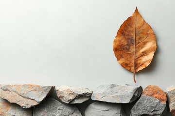 A fossilized leaf on a surface representing species extinction and historical climate impacts.