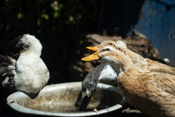 ducks are drinking water in hot summer day