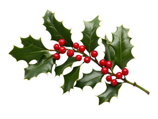 close-up of holly leaves with red berries on a white background. png transparent.