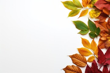 Wall Mural - Autumn border backgrounds leaves plant.