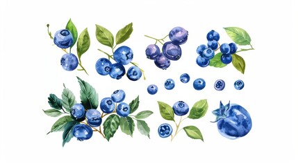 Vector drawing illustration of blueberry plant with leaf