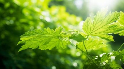 Wall Mural - Vibrant green leaf in garden, summer season, sunlight highlighting texture