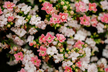 kalanchoe pink white flowers in the garden close up