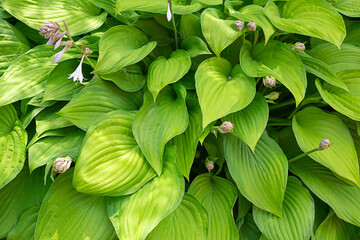 Wall Mural - hosta bush green leaves large with flowers close up, garden plant