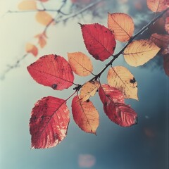 Wall Mural - Autumn Leaves