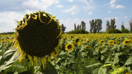 Wall Mural - Sunflower flower on a sunflower field. Sunflower on sky.