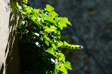 leaves on a tree in the sun in toscany italy