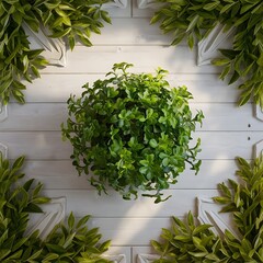 Poster - Top view of green potted plant on white wooden background