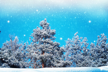 Landscape. Frozen winter forest with snow covered trees.