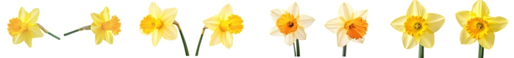 Aufkleber - On a flat background, two yellow daffodils stand out from each other.