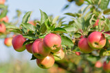  branch of ripening red apples hanging on tree in orchard garden