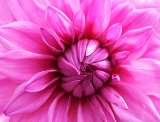 pink dahlia flower as background