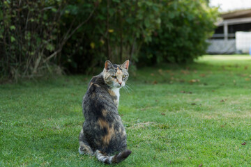 Hauskatze sitzt im Garten