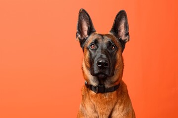 Canvas Print - Belgian malinois dog mammal animal pet.