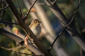 Wall Mural - Spotted Flycatcher perched on a branch in the morning light