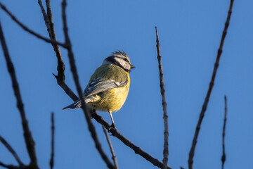 Wall Mural - Eurasian Blue Tit perched on a branch in the morning light