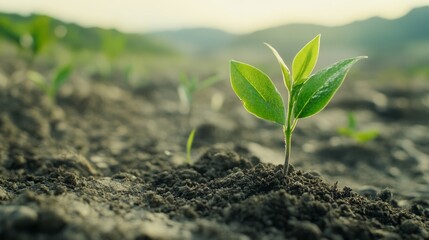 Aufkleber - A new plant emerging from the soil is carefully watered by an individual, with the focus on the plant and a soft background.