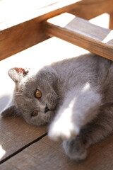 Wall Mural - A grey cat with a fluffy coat is lying on a wooden surface, stretching one paw out, with soft sunlight enhancing its fur texture and peaceful demeanor.