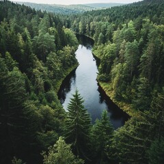 Poster - Aerial view of a winding river flowing through a dense forest.