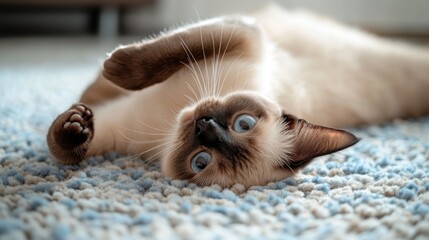 A playful Siamese cat lying on its back on a soft carpet.